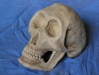 skull