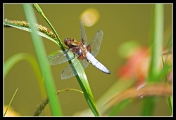 3995080983_c99eb3330c